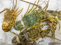 Fresh frozen lobster for sale on ice at supermarket