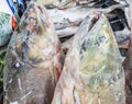 Fresh frozen salmon fish close-up at the seafood market. Heads of two fish on the background of the counter Royalty Free Stock Photo