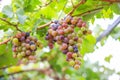 Fresh Fruit back Grapes on Shelf in Fresh garden Thailand