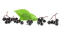 Fresh fruit of black elderberry and green leaves isolated on white background. Young twigs of Sambucus Royalty Free Stock Photo