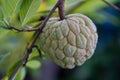 Fresh fruit custard apple on a tree in the backyard. Royalty Free Stock Photo