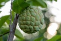 Fresh fruit custard apple on a tree in the backyard. Royalty Free Stock Photo