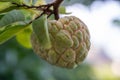 Fresh fruit custard apple on a tree in the backyard. Royalty Free Stock Photo