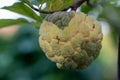 Fresh fruit custard apple on a tree in the backyard. Royalty Free Stock Photo