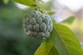 Fresh fruit custard apple on a tree in the backyard. Royalty Free Stock Photo