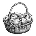 Wicker basket full of ripe sweet apples. Fresh fruit, farm organic healthy food. Hand drawn sketch vintage illustration Royalty Free Stock Photo