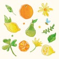 Fresh fruit and floral drawing graphic