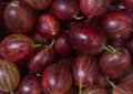 Fresh fruit gooseberries Royalty Free Stock Photo