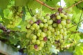 Fresh fruit grapes with green leaves on the vine Royalty Free Stock Photo