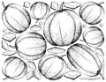 Hand Drawn of Muskmelon Fruit on White Background