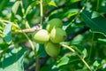 Fresh fruit of Juglans regia tree. Unripe green fruit of uglans regia, the Persian walnut, English walnut, Carpathian walnut, Royalty Free Stock Photo