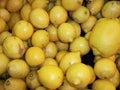 fresh fruit a lemon fruits of yellow and gold color are useful to health many vitamin, juice,