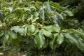 Parrotia persica branch close up