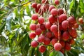 A fresh fruit Lychee and leaf on the Lychee tree. Royalty Free Stock Photo
