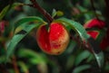 Fresh Fruit ready to be catch