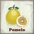 Fresh fruit sketch background. Hand drawing illustration of Pomelo