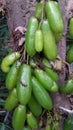 starfruit tree Royalty Free Stock Photo