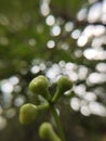 Fresh fruiting trees in the garden