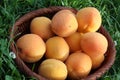 Fresh fruits apricots Royalty Free Stock Photo