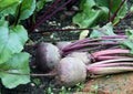 Fresh fruits beetroot Royalty Free Stock Photo