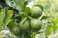 Fresh Bergamots and leaves on tree