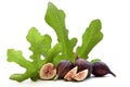 Fresh Fruits of Fig tree with leaves Royalty Free Stock Photo