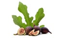 Fresh Fruits of Fig tree with leaves Royalty Free Stock Photo