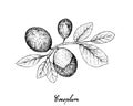 Hand Drawn of Cocoplum Fruits on White Background Royalty Free Stock Photo