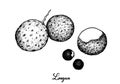 Hand Drawn of Longan Fruits on White Background