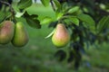 Fresh fruits pears tree natural nutrition organic orchard agriculture Royalty Free Stock Photo