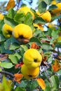 Fresh fruits of quince on the tree