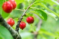 Fresh fruits of red cherry. Red cherries with drops of rain. Green leaf background. Closeup Royalty Free Stock Photo