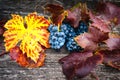 Fresh fruits, ripe grapes at vineyard