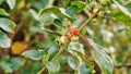Organic Healthy Hybrid Thai Variety Live Ashwagandha , Indian ginseng ,Winter cherry , Withania somnifera Evergreen Medicinal