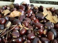 Fresh chestnut from the forest Royalty Free Stock Photo