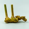 Fresh galangal rhizomes on white background Royalty Free Stock Photo