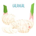 Fresh galangal root on with background Royalty Free Stock Photo