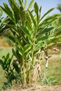 Fresh galangal tree growing in the garden for food and herb in thai - Galangal plant tree