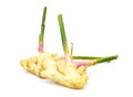 Fresh galangal on white background