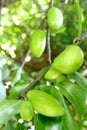 Fresh garcinia sour flavor the tropical Thai herb