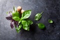 Fresh garden basil herbs in mortar Royalty Free Stock Photo