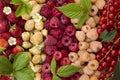 Fresh garden berries, red and yellow raspberries,