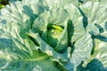 Fresh garden cabbage in the garden