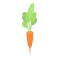 Fresh garden carrot icon, isometric style