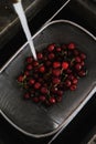 Fresh garden cherries being washed in strainer, top view