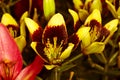 Fresh garden colorful lily flowers in a spray of water. Toned Royalty Free Stock Photo