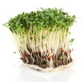 Fresh garden cress