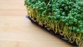 Fresh Garden Cress on wooden background Royalty Free Stock Photo