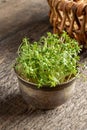 Fresh garden cress growing in a bowl