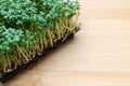 Fresh Garden Cress on wooden background Royalty Free Stock Photo